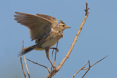 BUITEN BEELD Foto: 70638