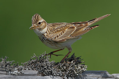 BUITEN BEELD Foto: 70639
