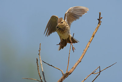BUITEN BEELD Foto: 70640