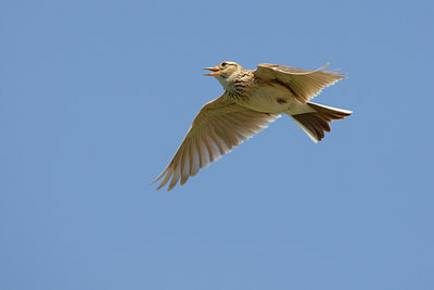BUITEN BEELD Foto: 70642