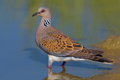 BUITEN BEELD Foto: 70677