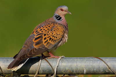 BUITEN BEELD Foto: 70678