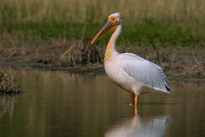 BUITEN BEELD Foto: 70685