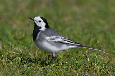 BUITEN BEELD Foto: 70687