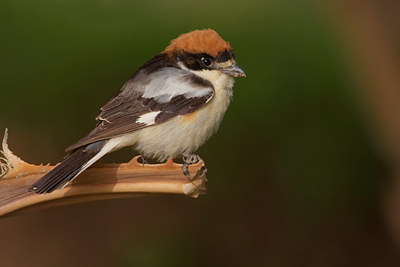 BUITEN BEELD Foto: 70692