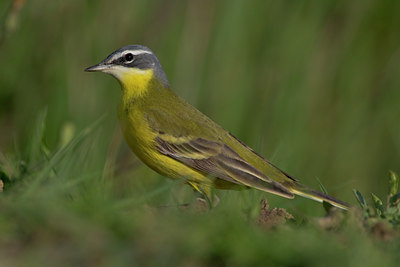 BUITEN BEELD Foto: 70706