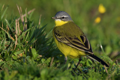 BUITEN BEELD Foto: 70712