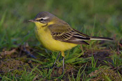 BUITEN BEELD Foto: 70715