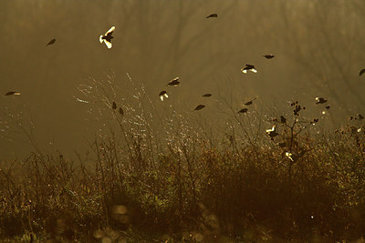 BUITEN BEELD Foto: 70723