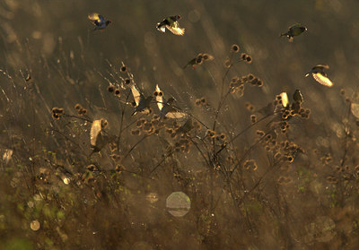 BUITEN BEELD Foto: 70724