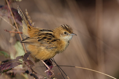 BUITEN BEELD Foto: 70739
