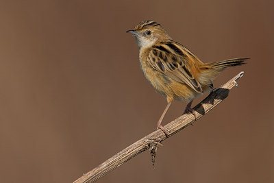 BUITEN BEELD Foto: 70744