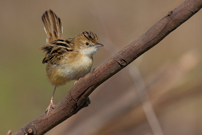 BUITEN BEELD Foto: 70747