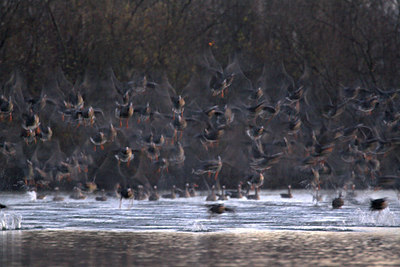BUITEN BEELD Foto: 70795