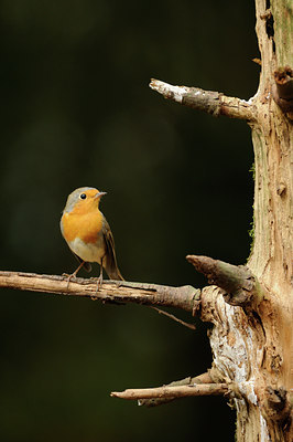 BUITEN BEELD Foto: 70804