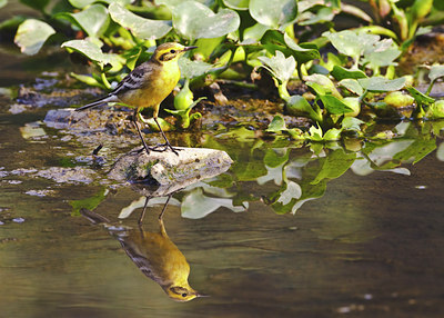BUITEN BEELD Foto: 70828