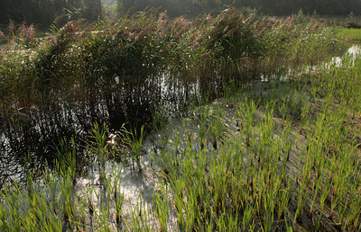 BUITEN BEELD Foto: 70890