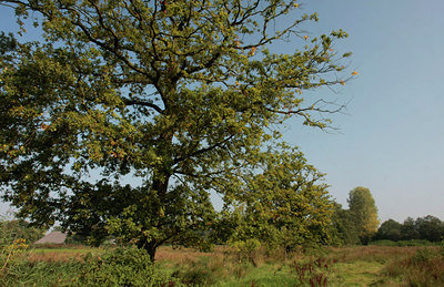 BUITEN BEELD Foto: 70892