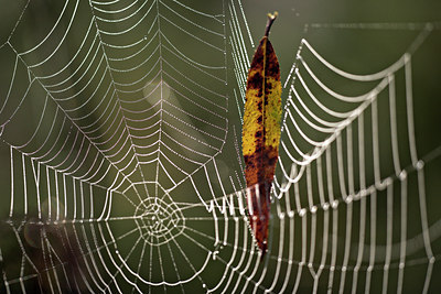 BUITEN BEELD Foto: 70944