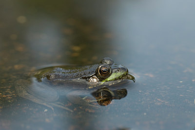 BUITEN BEELD Foto: 70993