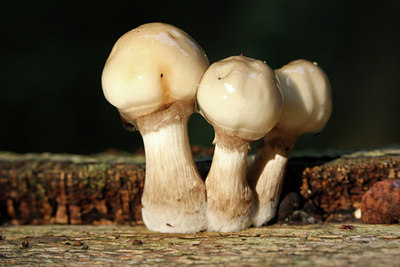 BUITEN BEELD Foto: 71006