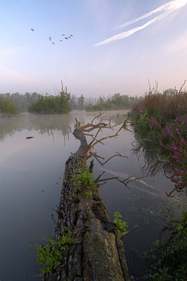 BUITEN BEELD Foto: 71013