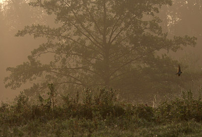BUITEN BEELD Foto: 71014