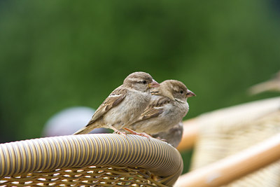 BUITEN BEELD Foto: 71034