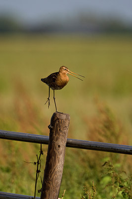 BUITEN BEELD Foto: 71048