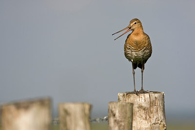 BUITEN BEELD Foto: 71051