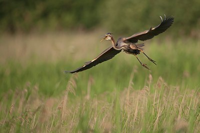 BUITEN BEELD Foto: 71069