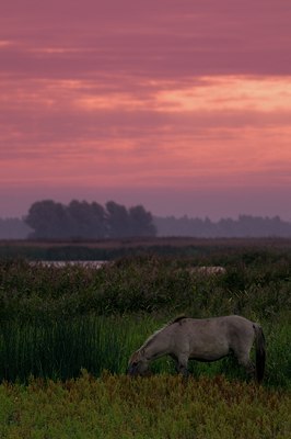 BUITEN BEELD Foto: 71091