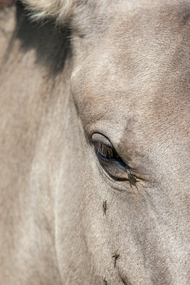 BUITEN BEELD Foto: 71095