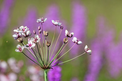 BUITEN BEELD Foto: 71110