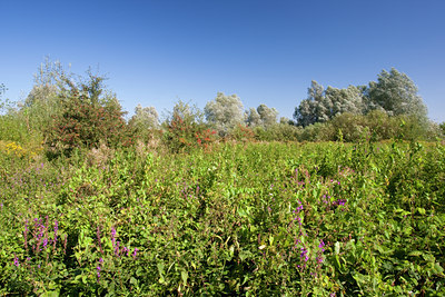 BUITEN BEELD Foto: 71118