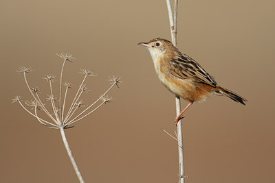 BUITEN BEELD Foto: 71141