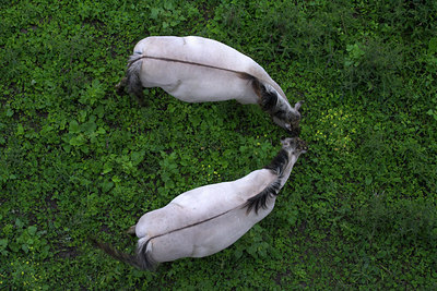 BUITEN BEELD Foto: 71149