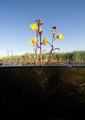 BUITEN BEELD Foto: 71151