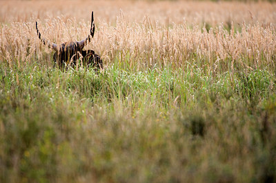 BUITEN BEELD Foto: 71182