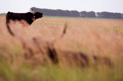 BUITEN BEELD Foto: 71184