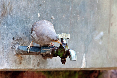 BUITEN BEELD Foto: 71196