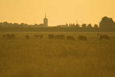 BUITEN BEELD Foto: 71246