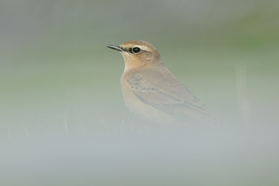 BUITEN BEELD Foto: 71252