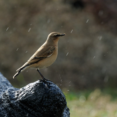 BUITEN BEELD Foto: 71268