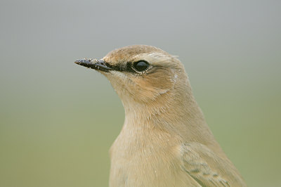 BUITEN BEELD Foto: 71269