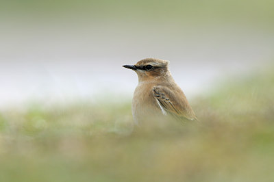 BUITEN BEELD Foto: 71282
