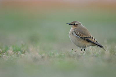 BUITEN BEELD Foto: 71283