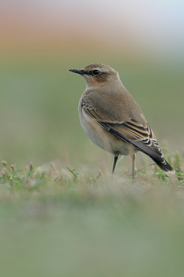 BUITEN BEELD Foto: 71284