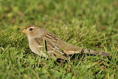 BUITEN BEELD Foto: 71291