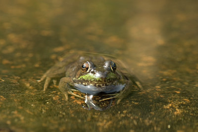 BUITEN BEELD Foto: 71293